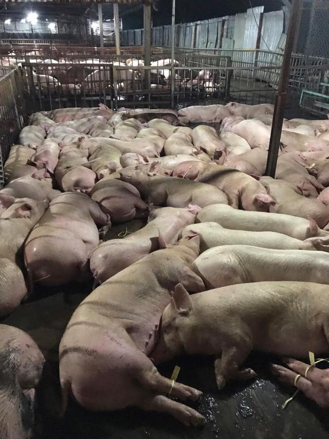 tác hại của ăn thịt lợn dính thuốc an thần, lợn bị tiêm thuốc an thân