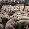 tác hại của ăn thịt lợn dính thuốc an thần, lợn bị tiêm thuốc an thân