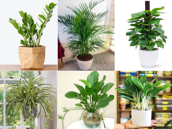 Cây hợp mệnh tuổi Bính Thìn