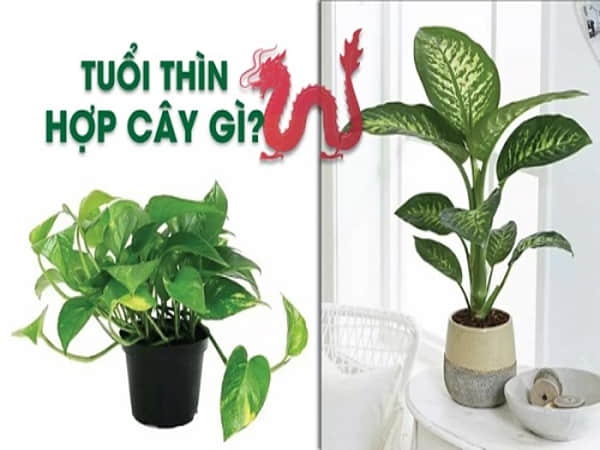 Người tuổi Thìn hợp với những loại cây phong thủy nào?