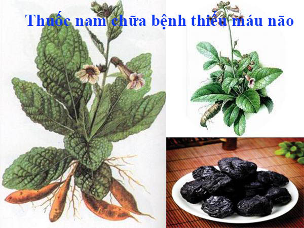 top-5-bai-thuoc-nam-chua-benh-thieu-mau-nao