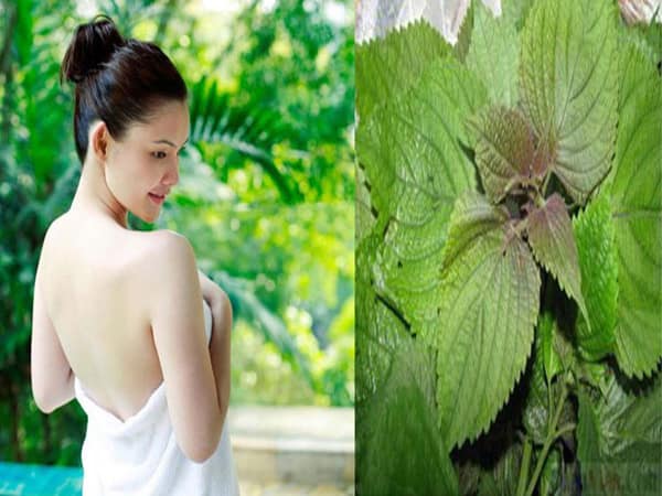 Làm đẹp bằng tía tô