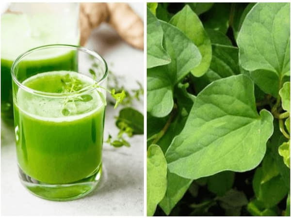 Cách sử dụng rau diếp cá đúng cách