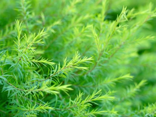 Dầu tea tree (tràm trà)