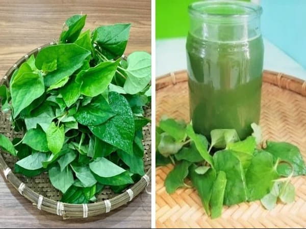 Lợi ích của rau diếp cá