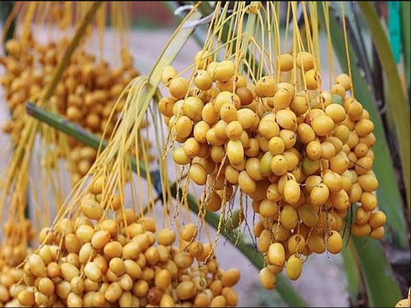 Chà là: trái cây nhỏ nhưng giàu Canxi