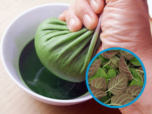 Lá mơ lông kết hợp gừng tươi – Tiêu sưng, giảm đau