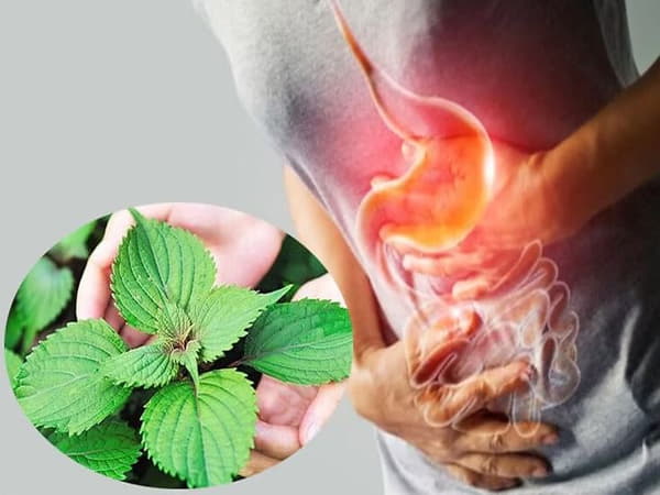 Bài thuốc trị trào ngược dạ dày Lá tía tô – Giảm viêm, kích thích tiêu hóa
