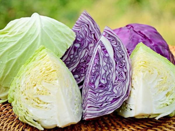 Bắp cải ăn sống được không