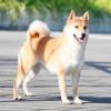 Bật mí con số may mắn hôm nay 10/04/2025 tuổi Tuất