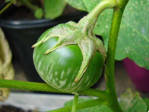 Cà dĩa ăn sống được không