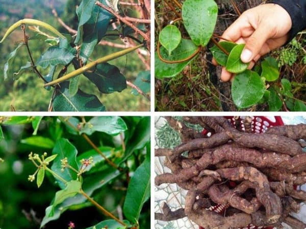 Hà thủ ô trị bệnh gì với những công dụng cực quan trọng