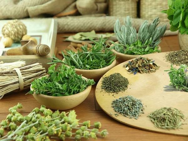 Cây xạ đen – khắc tinh của u bướu