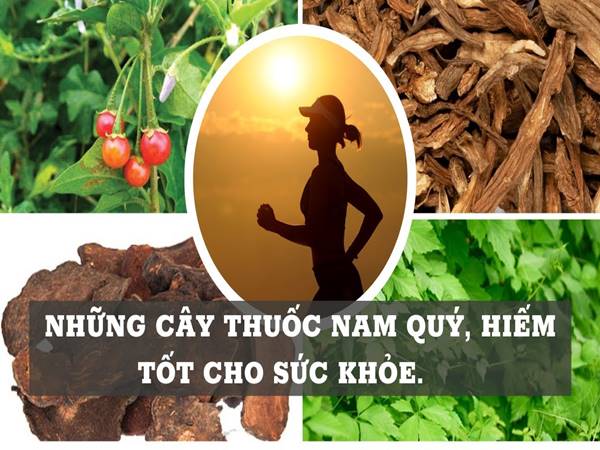 Những cây thuốc nam quý hiếm quanh ta