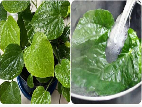 Bài thuốc từ lá lốt tươi