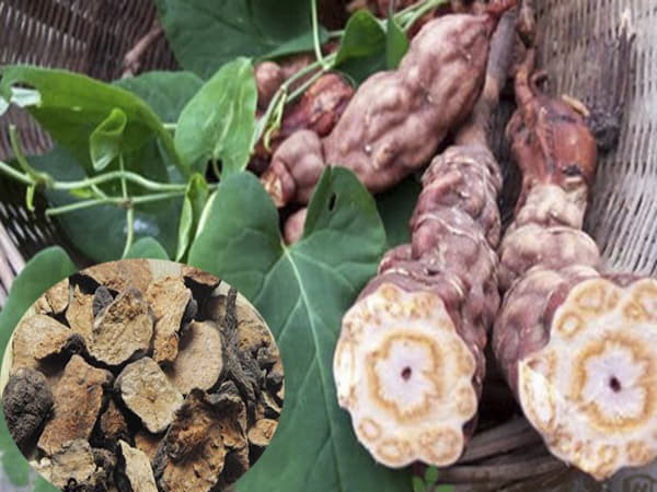 Những đối tưởng không nên sử dụng Hà Thủ Ô