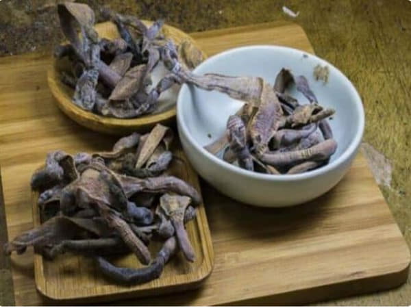 Tìm hiểu về giun đất