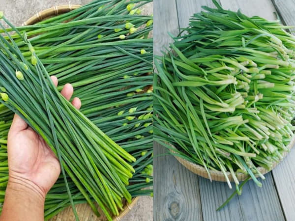 Hẹ có tác dụng gì - Hỗ trợ giảm Cholesterol xấu