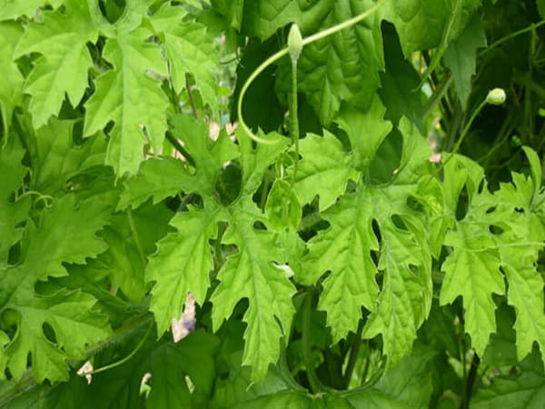 Lá mướp đắng (khổ qua)