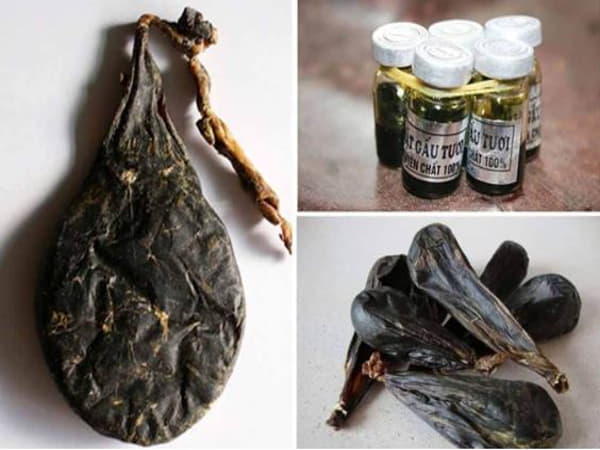 Mật gấu chữa bệnh gì