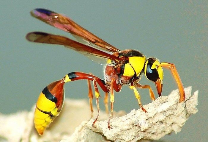 Ổ tò vò có thật sự là “thần dược” như lời đồn?