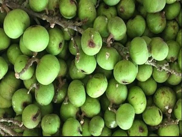 Quả Sung - Cung cấp canxi hiệu quả