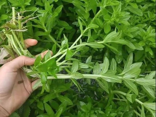 Rau ngổ chữa bệnh gì theo y học cổ truyền