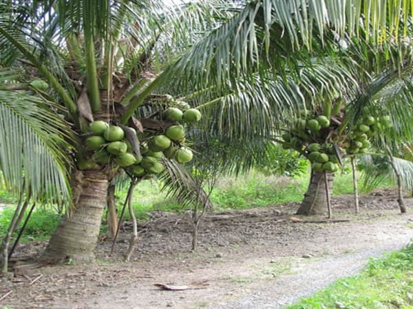Bài thuốc từ rễ cây dừa ứng dụng trong trị bệnh