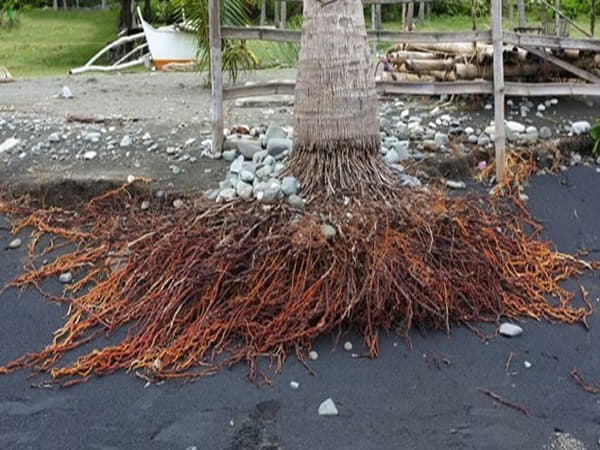 Bài thuốc từ rễ cây dừa có công dụng chữa bệnh bất ngờ