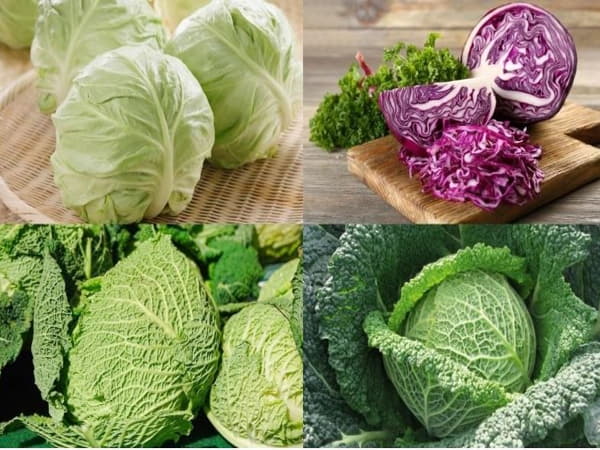 Rủi ro khi ăn bắp cải sống