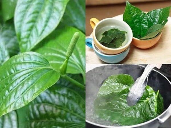 Súc miệng bằng nước lá trầu không