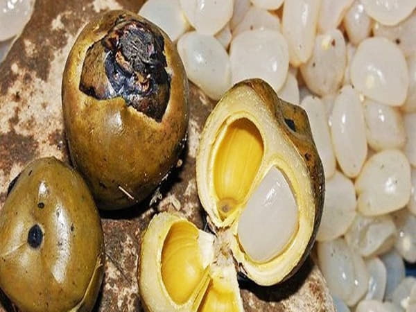 Hạt đác là gì 