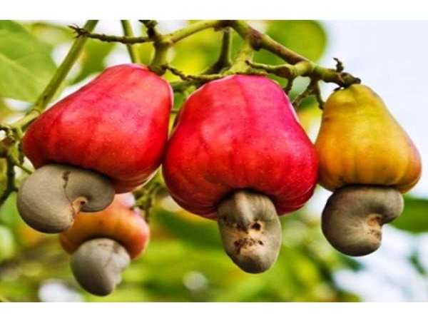 Tìm hiểu về hạt điều