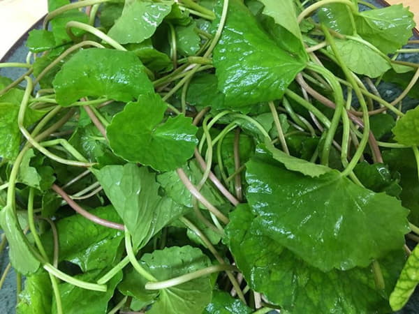 Tìm hiểu về rau má