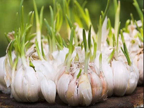 Tỏi mọc mầm có ăn được không