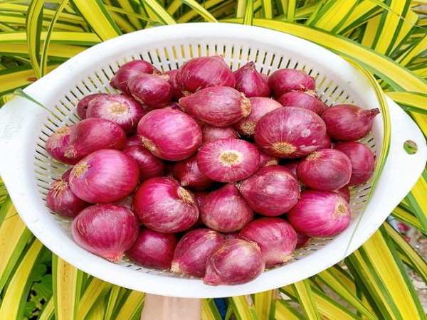 Trị đầy hơi, khó tiêu với hành tím