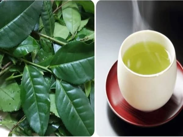 Uống nước chè xanh – Làm đẹp từ bên trong