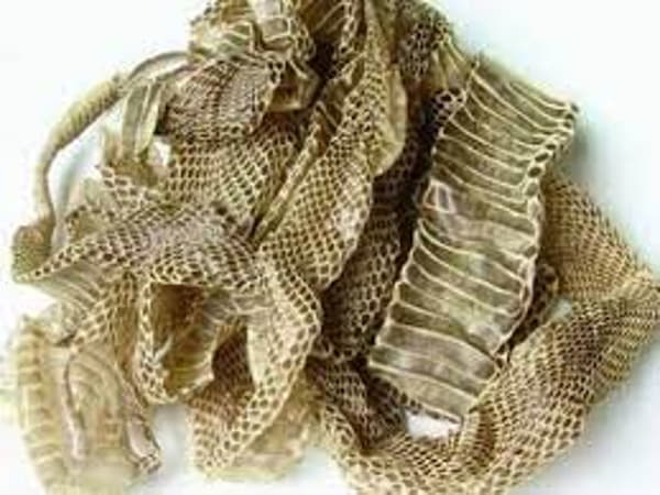 Xác rắn chữa bệnh gì