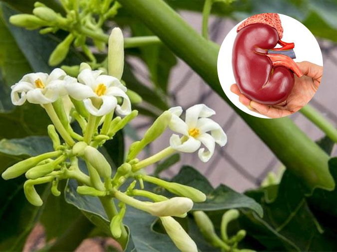Đu đủ chữa sỏi thận có hiệu quả không?